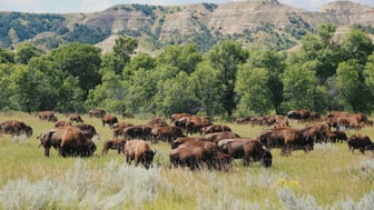 A herd of bison grazing across a sunlit prairie of tall green and golden grass, with a dense line of cottonwood trees behind them and layered, grass-covered badlands bluffs rising under a bright sky in Theodore Roosevelt National Park, North Dakota.